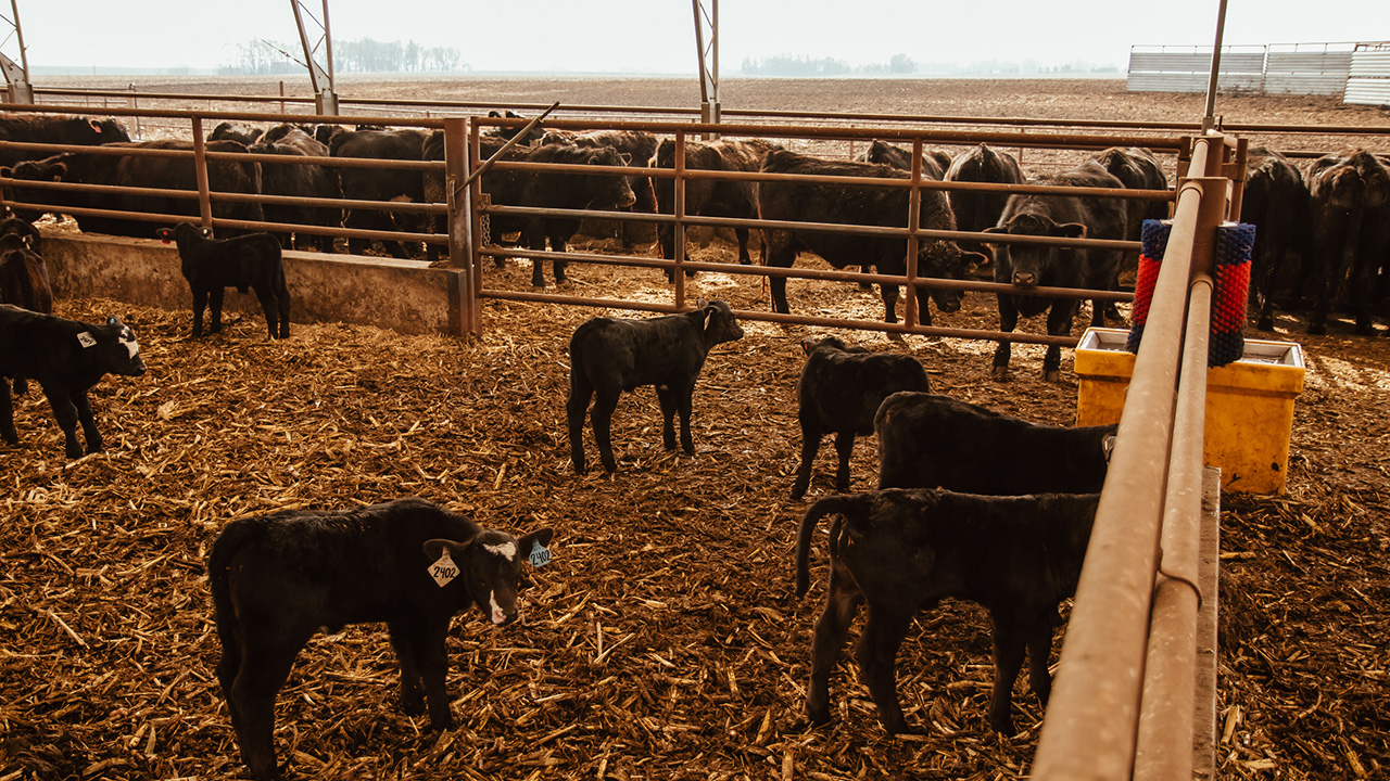 Photo of weaned calves in pen next to cows in pen.