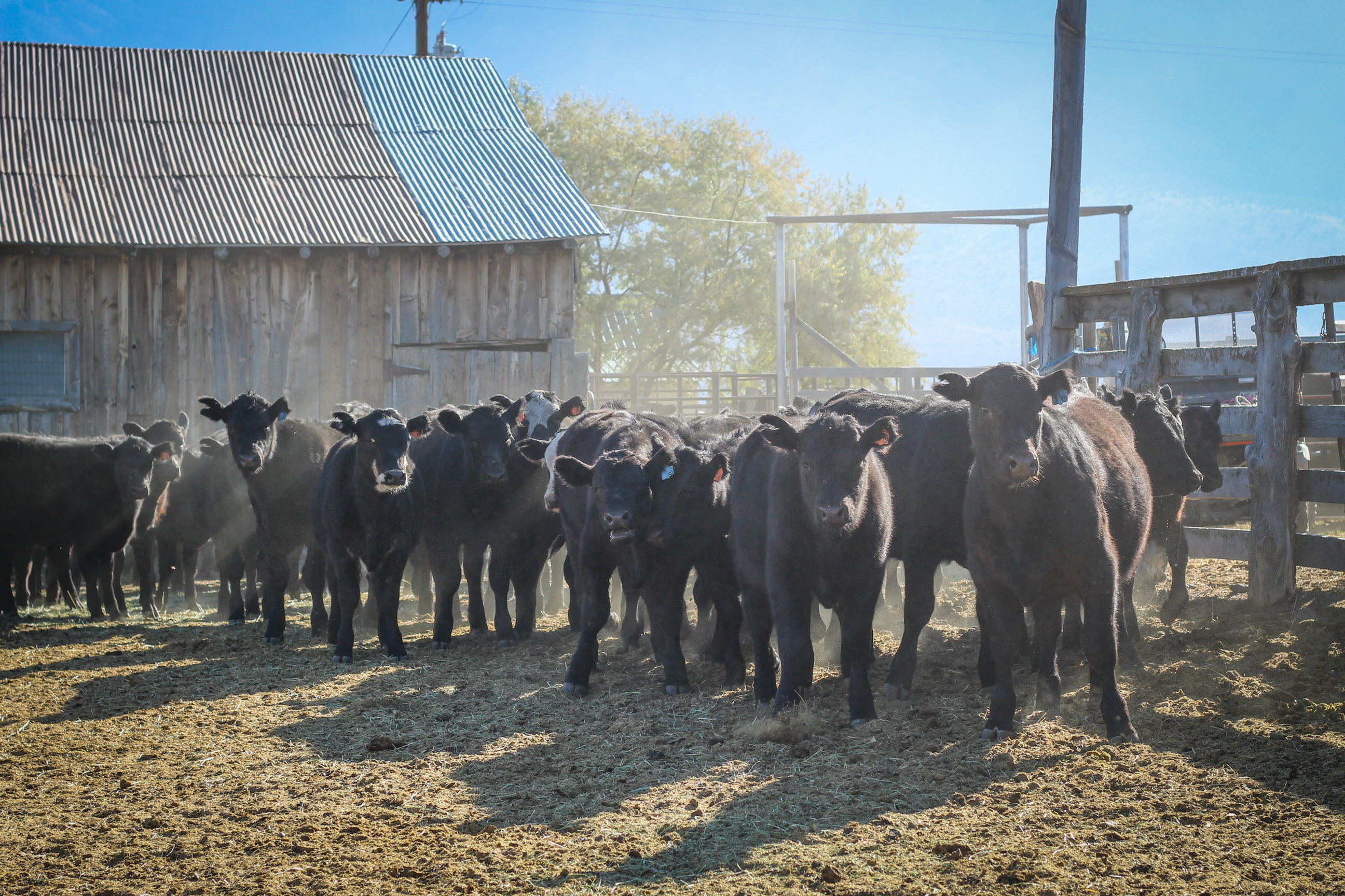 Photo of weaned calves in pen.